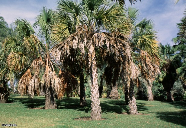 Palmetto