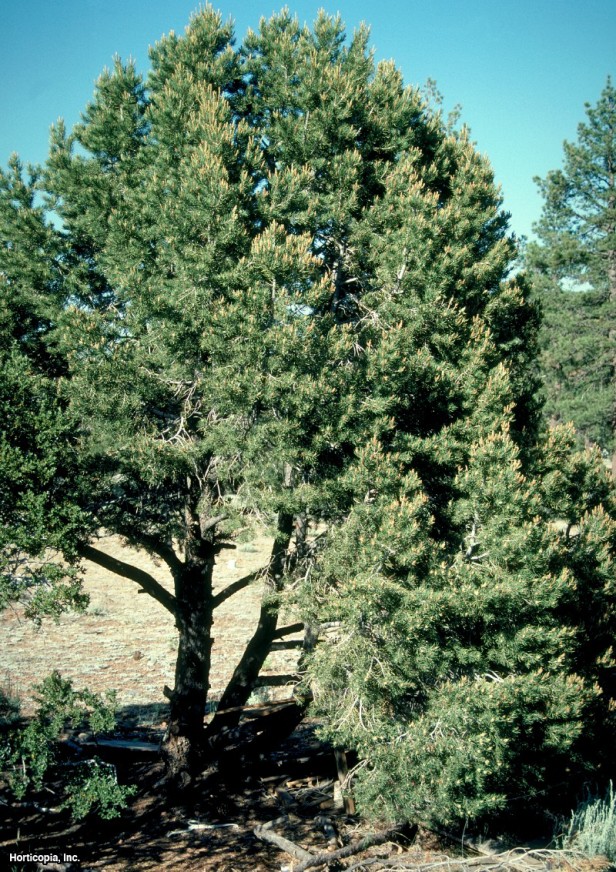 Meksika Cevizi Pinyonu