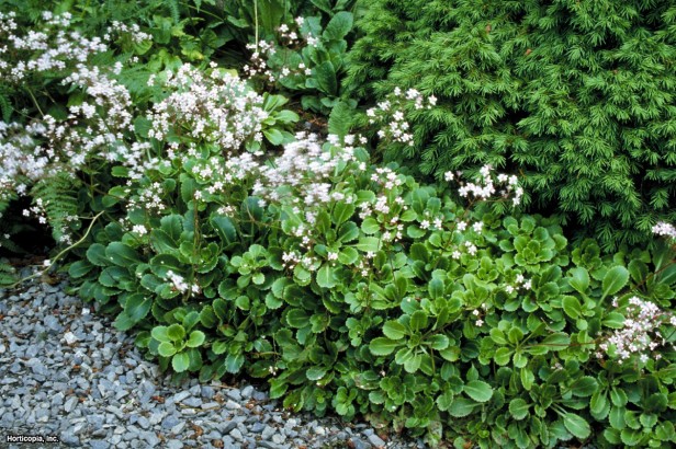 Taş kıran çiçeği