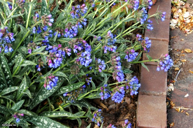 Uzun Yapraklı Akciğer Otu