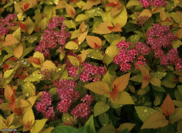 Japonca Spirea