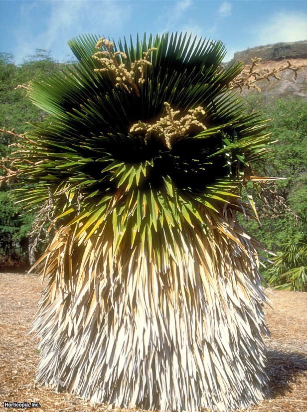 Küba Petticoat Hurma