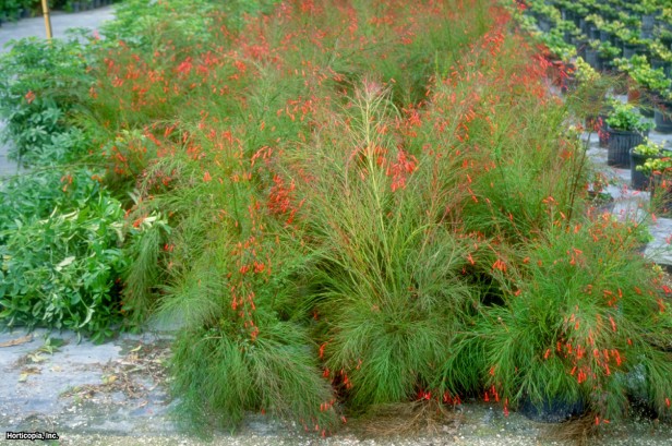 Havai Fişek Fabrikası