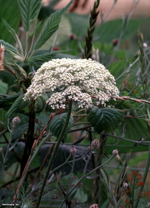 Kraliçe Anne'nin Danteli