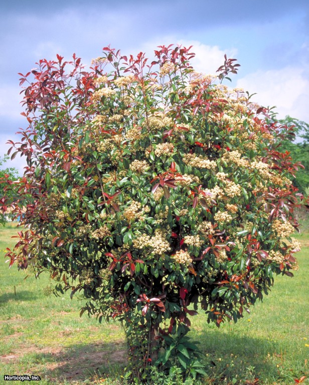 Fraser Photinia
