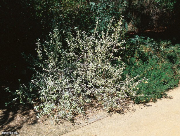 Gümüş Buffaloberry