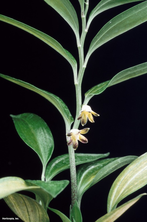 Süleyman'ın Mührü