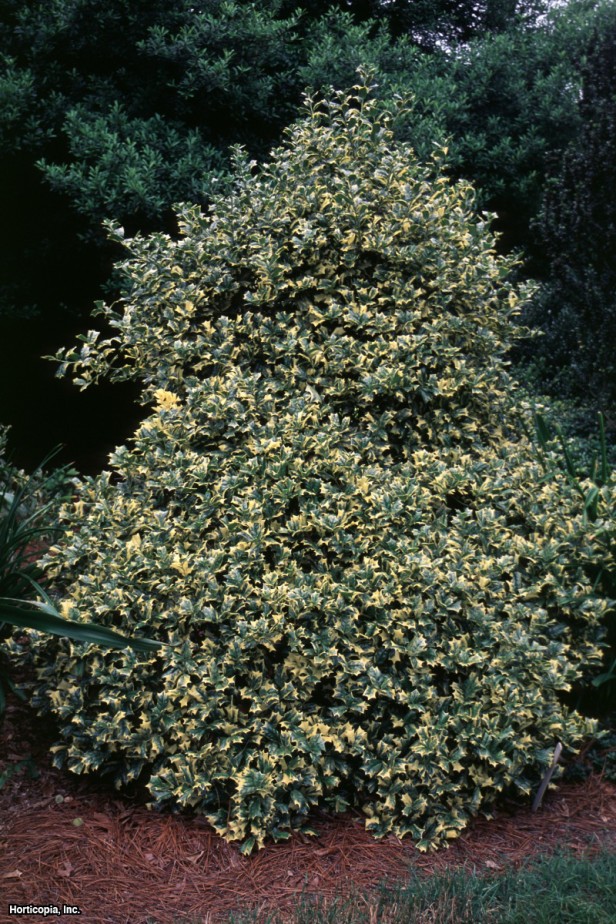 Çinli çobanpüskülü