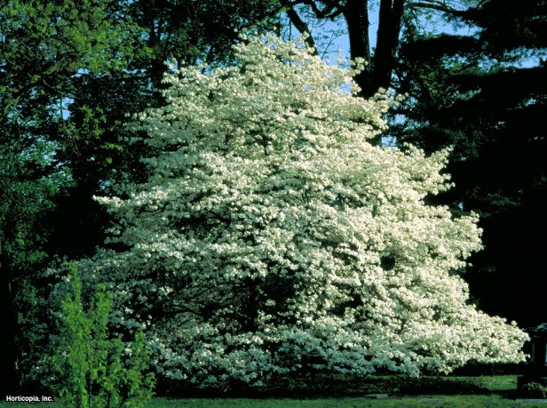 çiçekli kızılcık