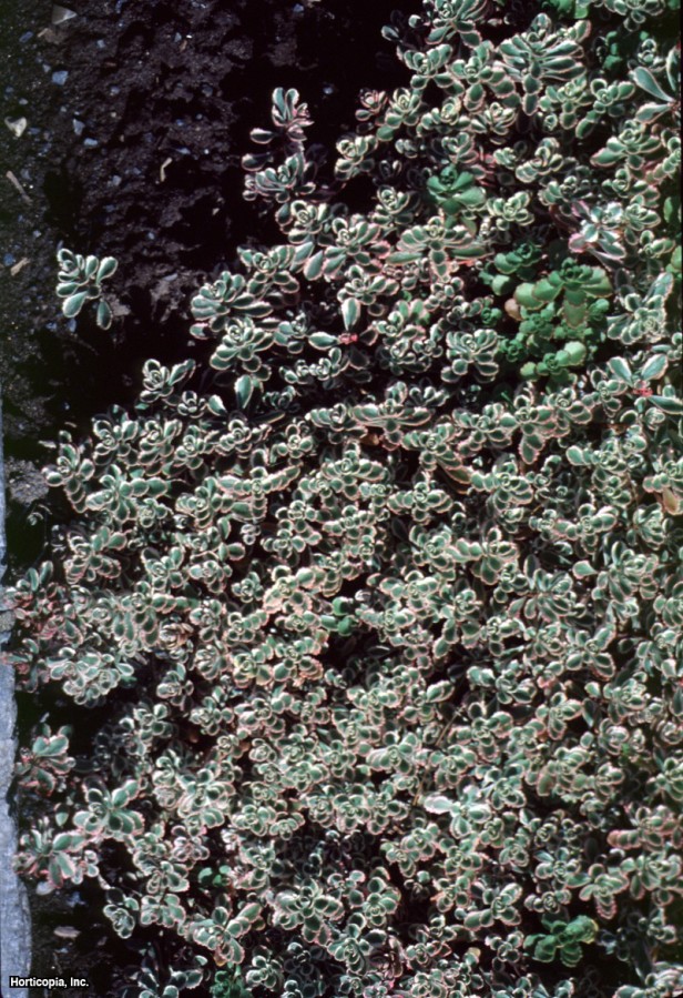 İki Sıra Stonecrop