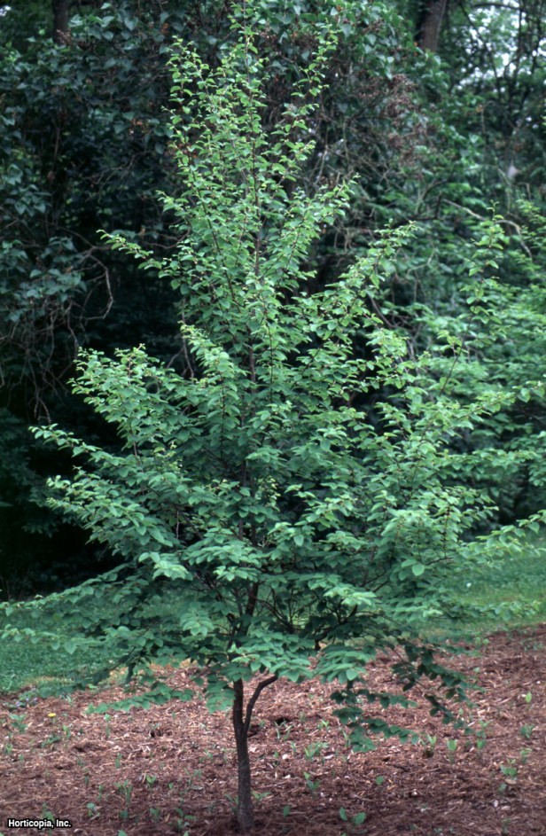 Yuvarlak Yapraklı Huş