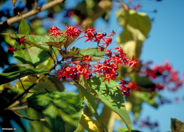 Harlequin Glory Bower