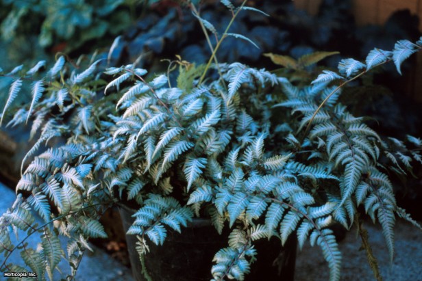 Japon Gümüş Boyalı Eğreltiotu