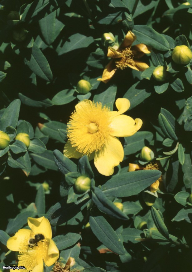 Altın Sarı Kantaron