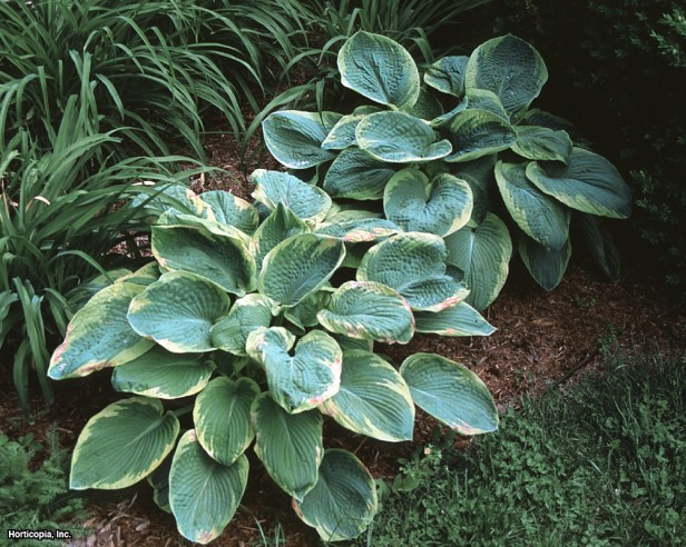Hosta