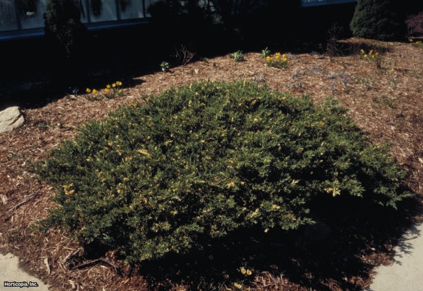 Japon Bahçesi Ardıç