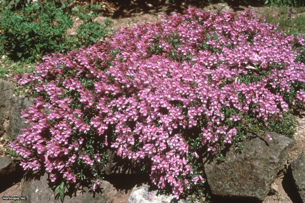 Çalı Penstemon