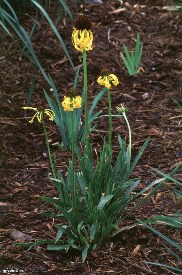 Sarı Coneflower
