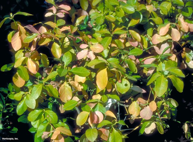 Euonymus'u yaymak