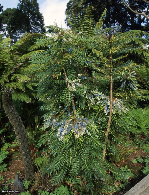 Çin Kutsal Üzümü