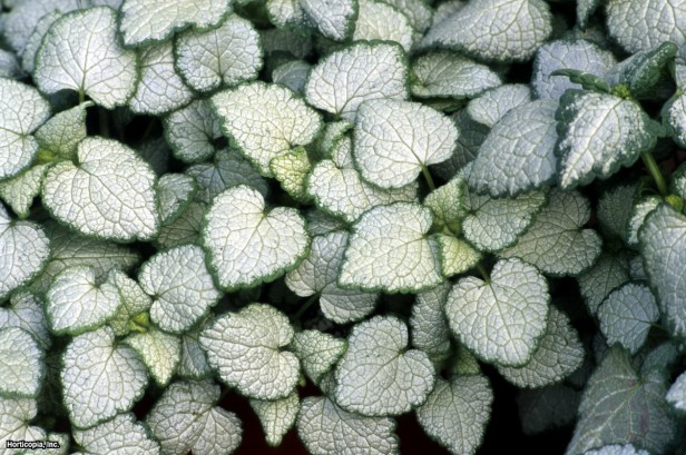 Benekli Isırgan Otu