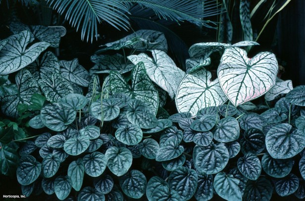 Sarmaşık Yaprağı Peperomisi