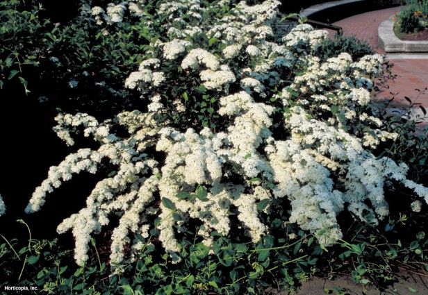 Üç Lob Spirea