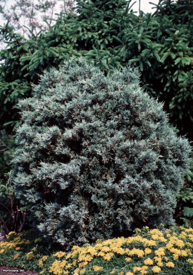 Colorado Kırmızı Sediri