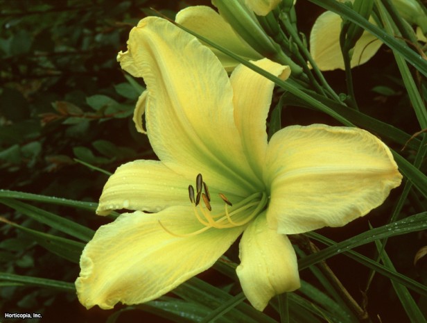 Daylily
