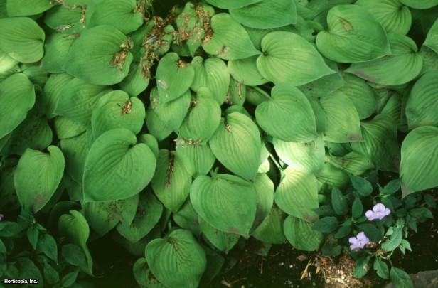 Hosta