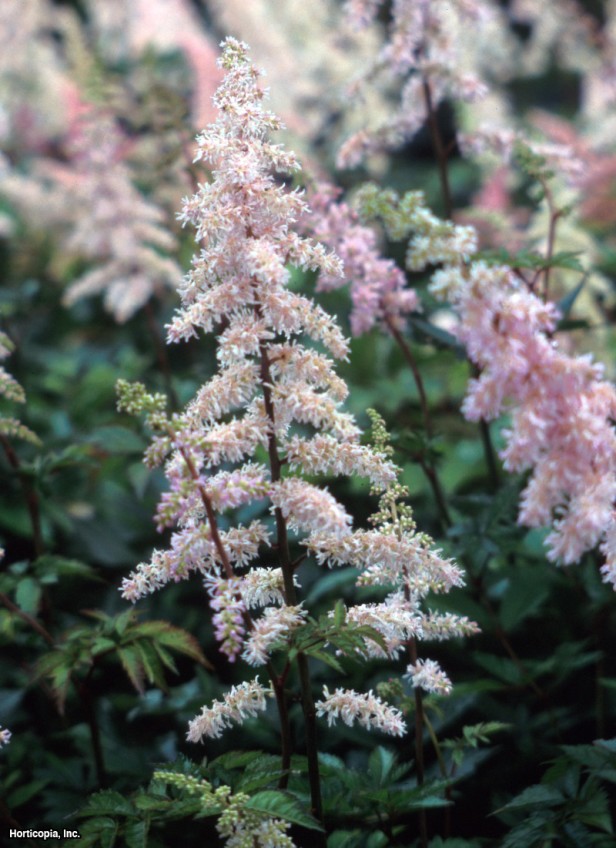 Çince Astilbe