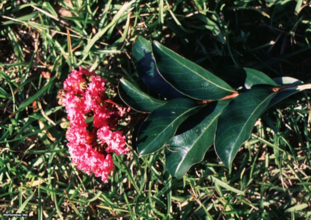 Crapemyrtle
