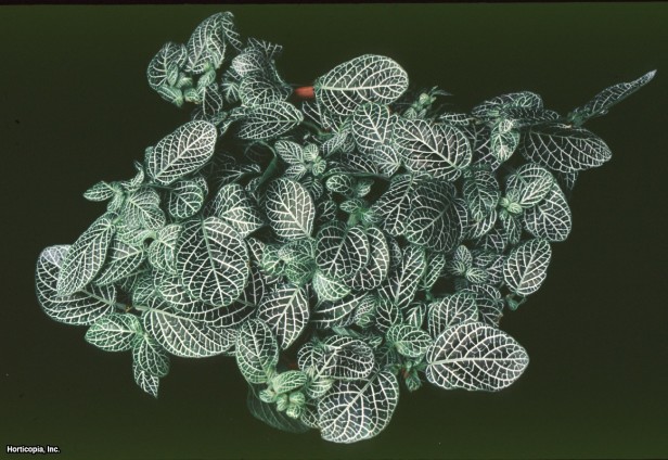 Gümüş Sinir Bitkisi