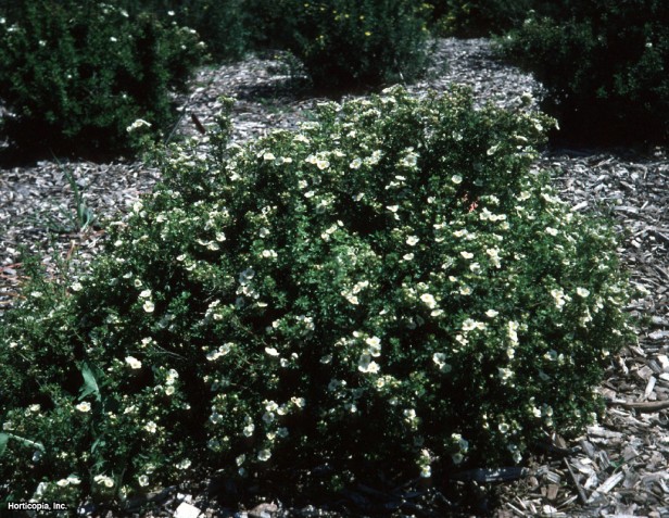 Çalı beşparmakotu