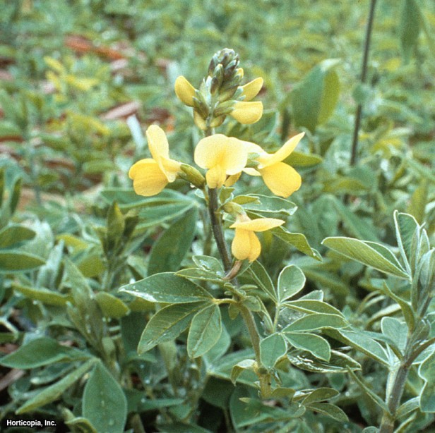 Lanceleaf Thermopsis