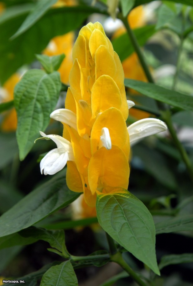 Altın Karides Fabrikası