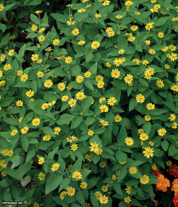 Altın Madalyon Çiçeği