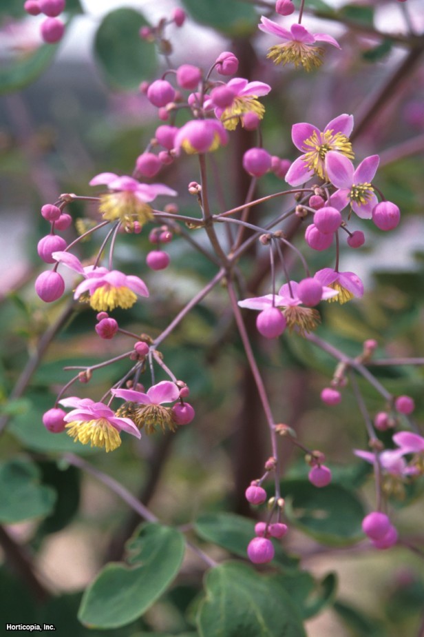 Lavanta Mist Çayır Rue
