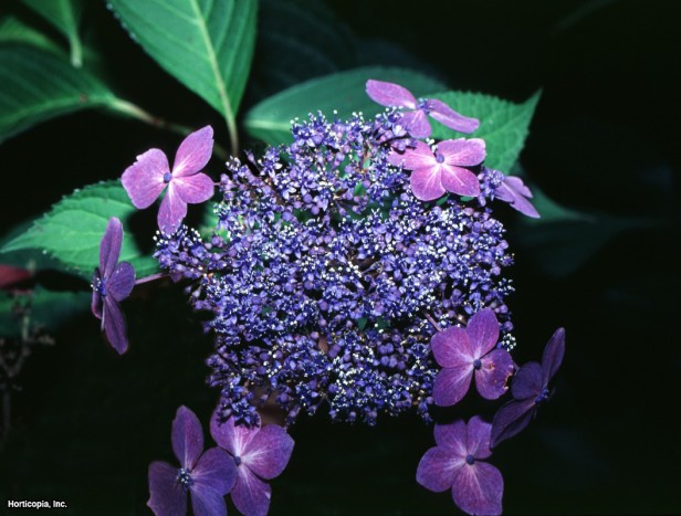 Testere Dişi Ortanca