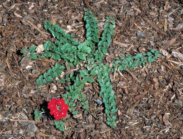 Kırmızı Mine Çiçeği