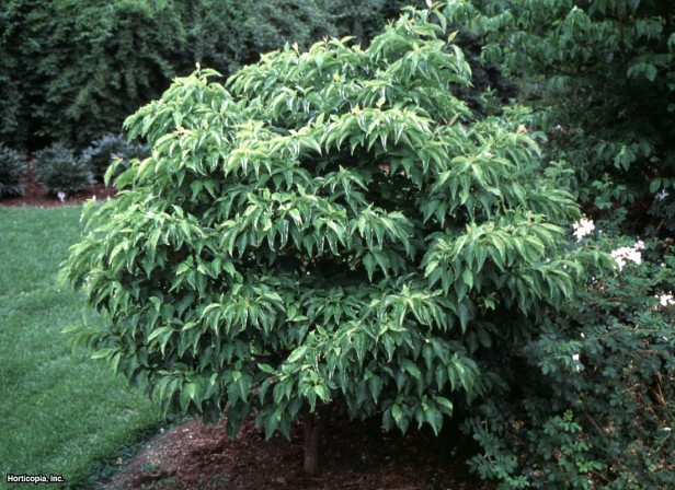 çiçekli kızılcık