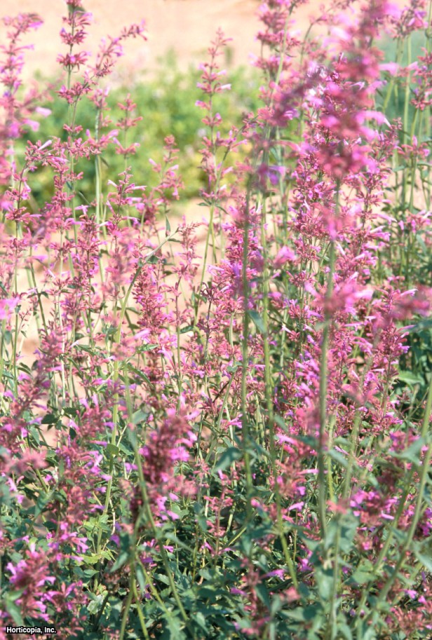 Meksika çördükotu