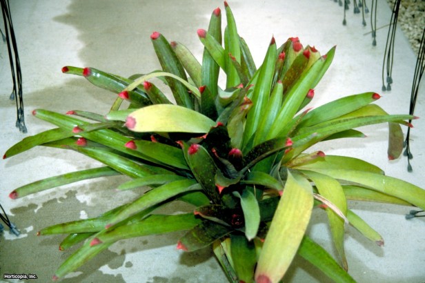 Boyalı Tırnak Bromeliad