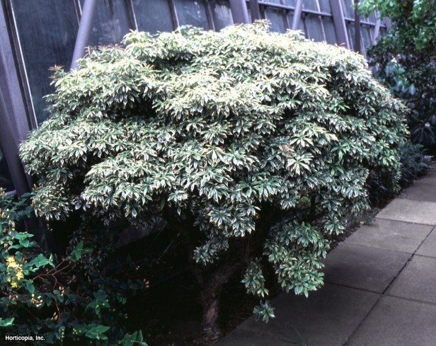 Vadideki Zambak çalısı
