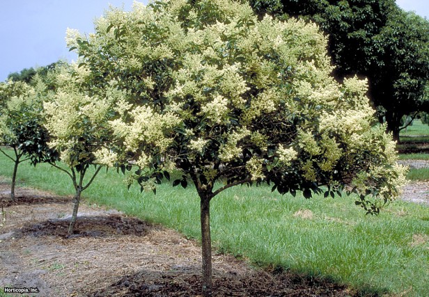 Ağaç Ligustrum