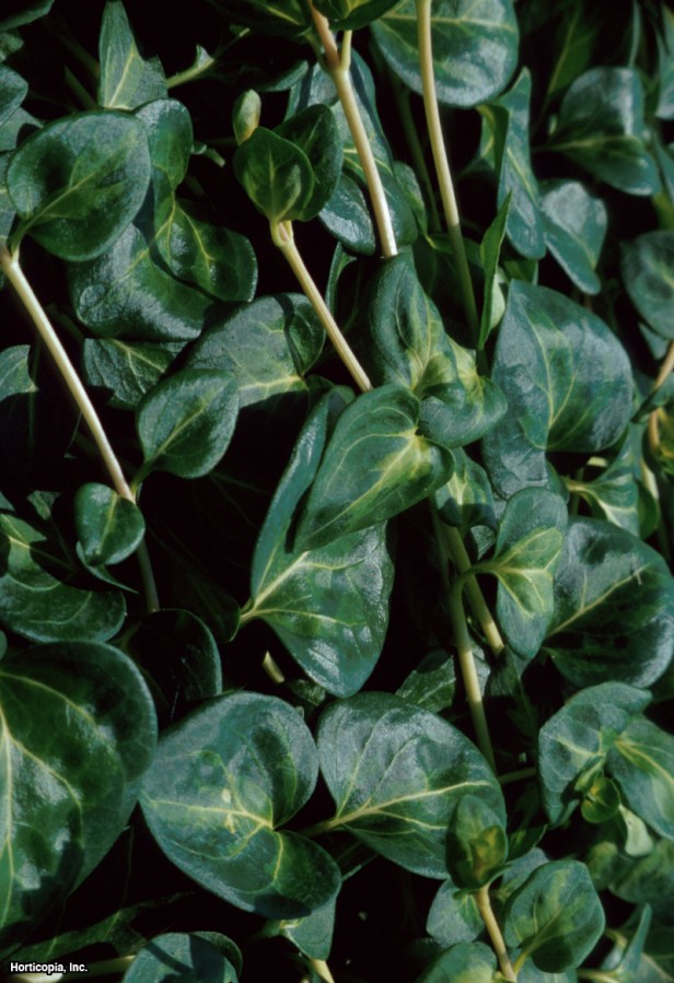 büyük deniz salyangozu