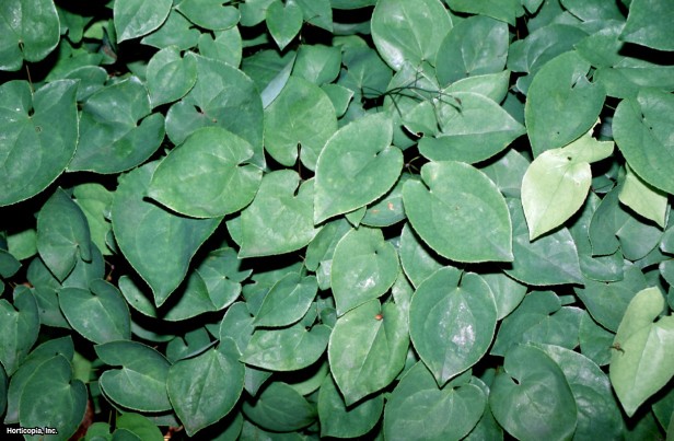 epimedium