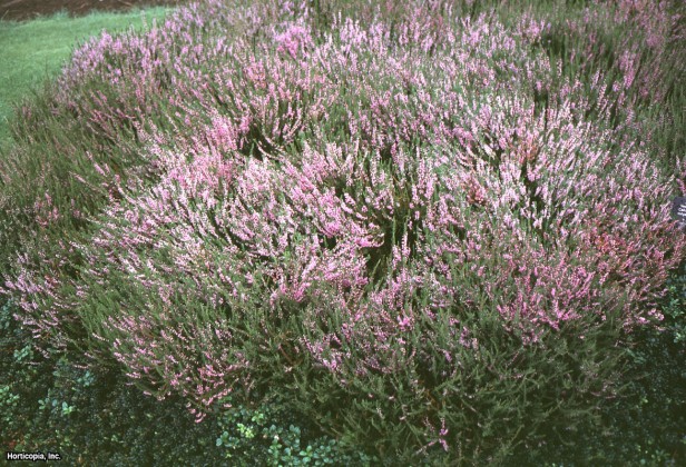 İskoç Heather
