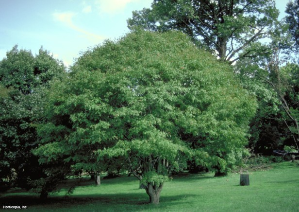 Sarmaşık Yaprağı Akçaağaç
