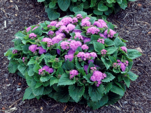 Bahçe Ageratum